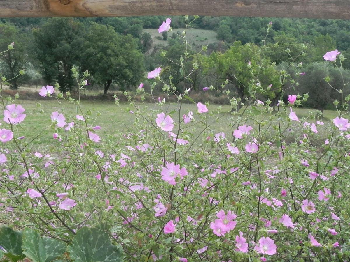 Agriturismo B&B Il Rifugio Di Nino คอนตูร์ซี ภายนอก รูปภาพ